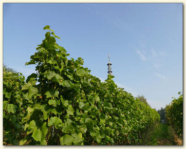 Weinberg von Martin und Karola Krause in Klein Oßnig