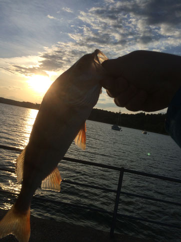 Bielersee, Fische, Angeln, Egli, Zander, Hecht, Barsch, Fischen, Baitcast, Multirolle