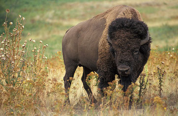 Bison américain/ Jack Dykinga, 2011 [Domaine public]