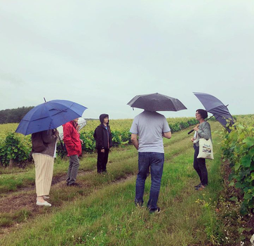 visite-vignoble-vignes-vouvray-Touraine-proche-Tours-Amboise-degustation-vin-Loire