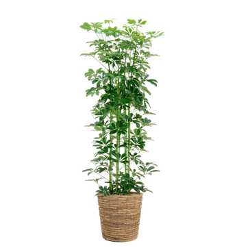 シェフレラ・ホンコンカポック - 高田馬場・九段下の花屋シーズン・ハーツ