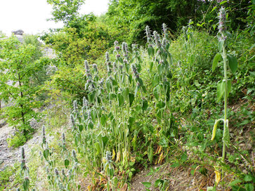 Deutscher Ziest, Stachys germanica