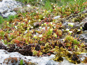 Dreifinger-Steinbrech, Saxifraga tridactylites