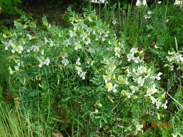 Großblütige Wicke, Vicia grandiflora