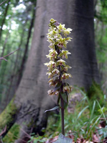 Epipactis purpurata (Foto: Wolf Schöffler, naturgucker.de, 2010)