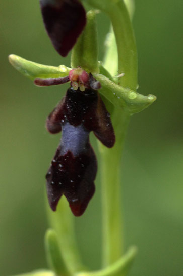 Orchideenblüte der Fliegen-Ragwurz bei Keltern (G. Franke, 21.05.18)