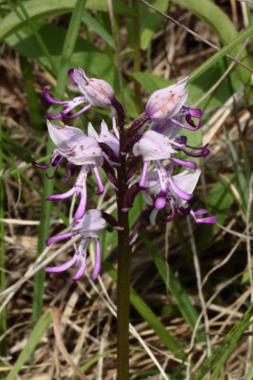 Affen-Knabenkraut - Orchis simia; Kalkmagerrasen an einem Hang bei Ersingen (G. Franke, 10.05.2022)