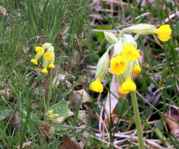 Wiesen-Schlüsselblume (Primula veris) bei Dietlingen (Foto: G. Franke)