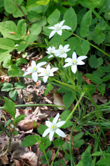 Dolden-Milchstern - Ornithogalum umbellatum; bei Neuburgweier (G. Franke, 2012)