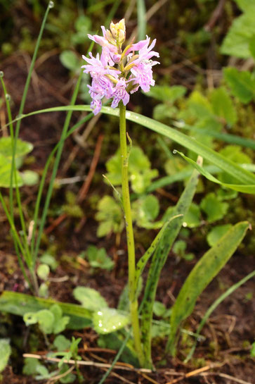 Geflecktes Knabenkraut - Dactylorhiza maculata; Waldwegrand im Eyachtal (G. Franke)