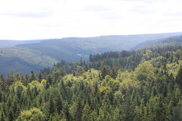 Ausblick vom Turm des Baumwipfelpfades