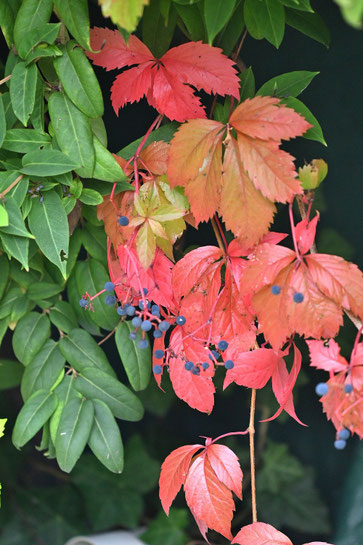 Selbstkletternde Jungfernrebe (Wilder Wein) (G. Franke)