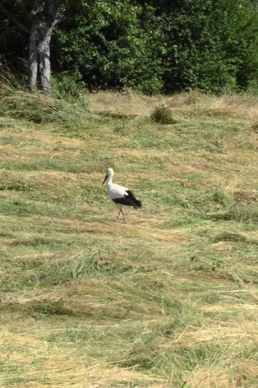 Ein Weißstorch zu Gast bei Karlsbad Spielberg - zur Wiesenmahd kommen die Störche aus der Rheinebene zur Futtersuche  (G. Franke, 19.06.2018)