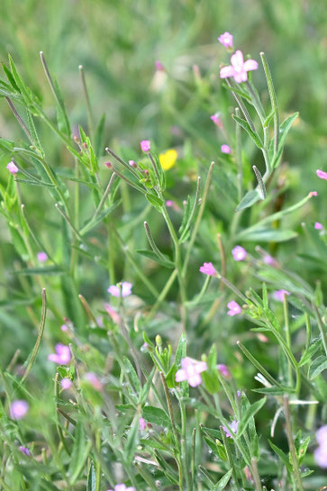 Dunkelgrünes Weidenröschen - Epilobium obscurum; Weggraben neben Wiese - südlich von Karlsbad-Spielberg (G. Franke, 23.08.2025)