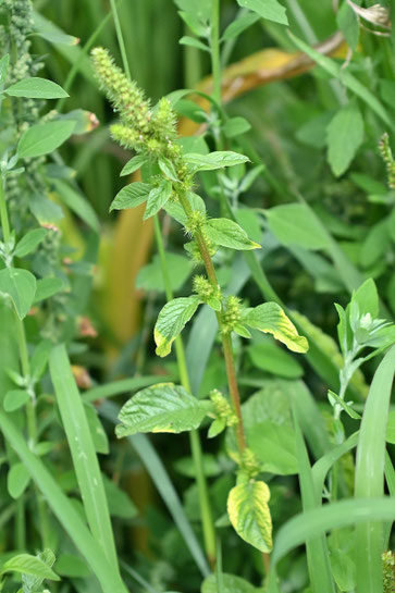 Zurückgebogener Amarant (Rauhaariger Fuchsschwanz) - Amaranthus retroflexus; am Rand eines Maisfeldes bei Karlsbad-Spielberg (G. Franke, 02.08.2025)