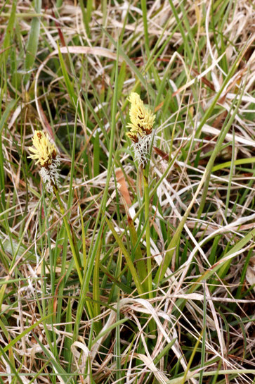 Frühlings-Segge - Carex caryphyllea; Magerwiese bei Karlsbad-Ittersbach (G. Franke)