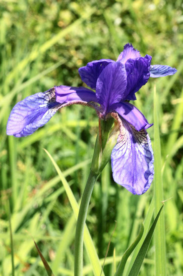 Sibirische Schwertlilie (Wiesen-Schwertlilie) - Iris sibirica; im Eyachtal (G. Franke, 10.07.2016)