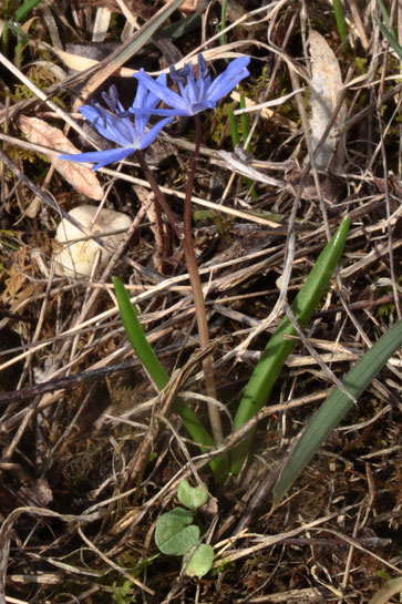 Zweiblättriger Blaustern - Scilla bifolia; bei Neuburgweier (G. Franke, 06.03.2019)