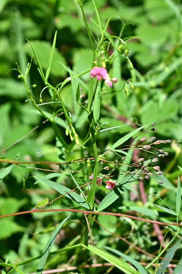Wald-Platterbse - Lathyrus sylvestris; Waldwegrand zwischen Karlsbad-Langensteinbach und K.-Auerbach (G. Franke, 17.07.2025)