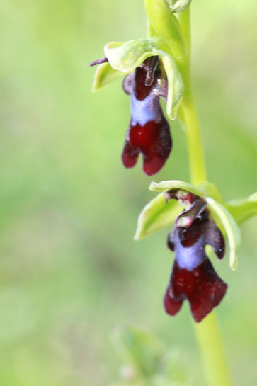 Fliegen-Ragwurz - Ophrys insectifera; Kalkmagerrasen bei Dietlingen (G. Franke, 2013)