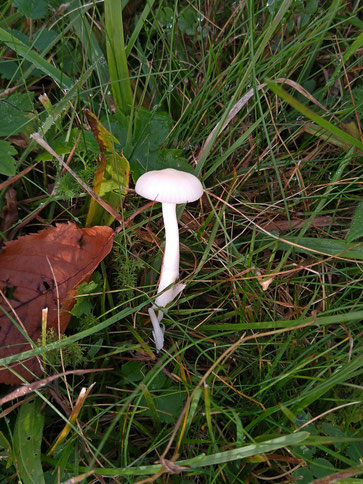Jungfern-Ellerling (Hygrocybe virginea) - Mistwiesen; auch diese Art ist auf magere Wiesen angewiesen (Bernd Miggel, 31.10.2025)