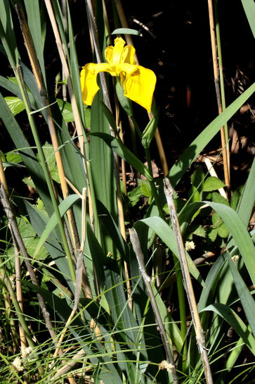 Gelbe Schwertlilie (Sumpf-Schw.) - Iris pseudacorus; Weggraben südlich von Karlsbad-Spielberg (G. Franke, 09.05.2018)