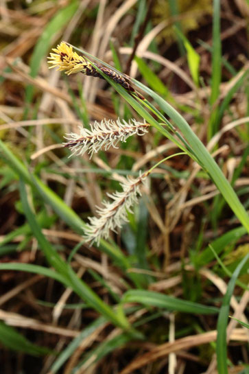Blaugrüne Segge - Carex flacca; Karlsruhe - bei Rappenwörth (G. Franke, 15.04.2018)