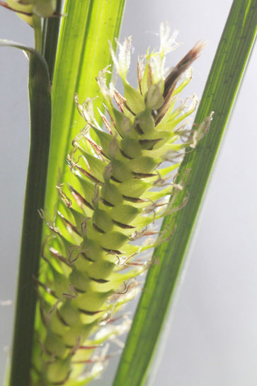 Blasen-Segge - Carex vesicaria; Mistwiesenrand bei Karlsbad-Ittersbach (G. Franke, 16.04.2014)