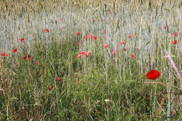 Klatsch-Mohn (Papaver rhoeas) an einem Feldrand bei Pfinzweiler