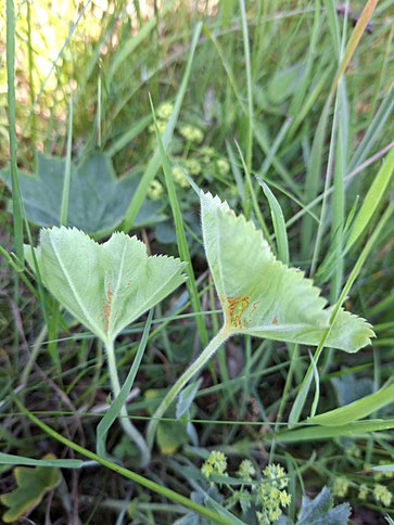 Gewöhnlicher Frauenmantelrost (Trachyspora intrusa) (Foto: Bernd Miggel, Mai 2026)