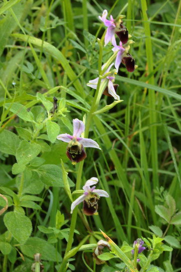 Hummel-Ragwurz bei Pforzheim (G. Franke, 05.06.18)