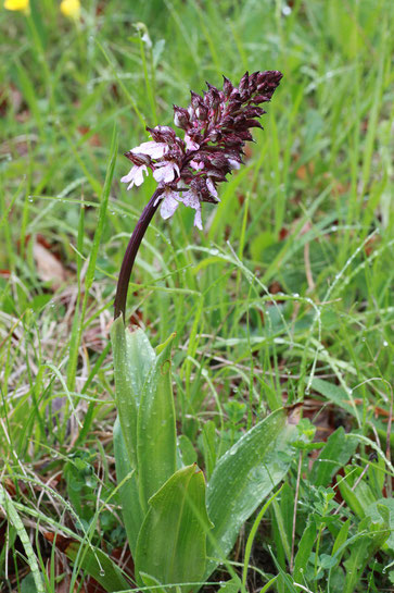 Purpur-Knabenkraut - Orchis purpurea, Kalkmagerrasen bei Dietlingen (G. Franke, 2010)
