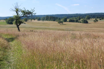 bei Pfinzweiler