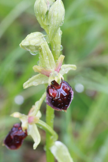 Spinnen-Ragwurz - Ophrys sphegodes; Kalkmagerrasen bei Ersingen (G. Franke)