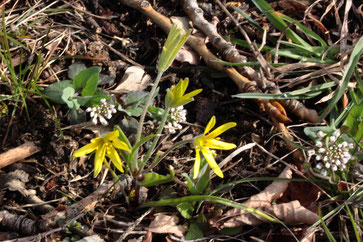 Acker-Goldstern (Gagea villosa) - am Weinbergsrand bei Keltern-Dietlingen (G. Franke, 30.03.2018)