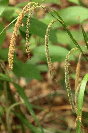 Hänge-Segge - Carex pendula; Waldwegrand bei Dietenhausen (G. Franke, April 2018)