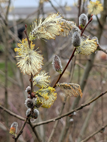 Sal-Weide -Salix caprea; blüht an der Blühfläche (G. Franke, 17.03.2026)