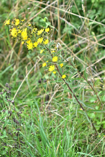 Doldiges Habichtskraut - Hieracium umbellatum; Wegrand an einem Gebüschstreifen bei Karlsbad-Spielberg (G. Franke, 02.08.2025)