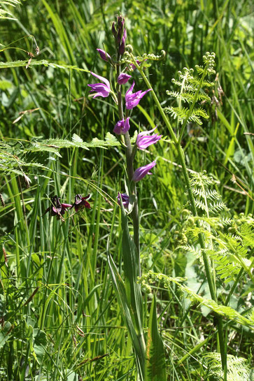 Rotes Waldvögelein - Cephalanthera rubra; Beispielbild - nicht aus der Region (G. Franke, 2019, Hinterstein)