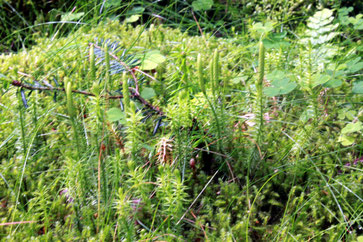 Sprossender Bärlapp (Lycopodium annotinum) unterhalb Lehenbrückle