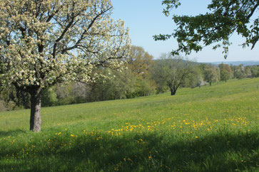 bei Pfinzweiler (G. Franke, 05.05.16)