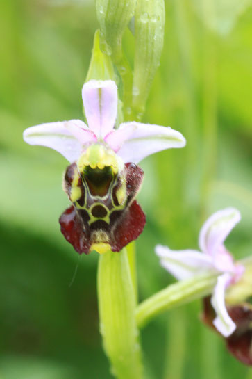 Hummel-Ragwurz - Ophrys holoserica; Kalkmagerrasen bei Ersingen (G. Franke, 15.05.2011)