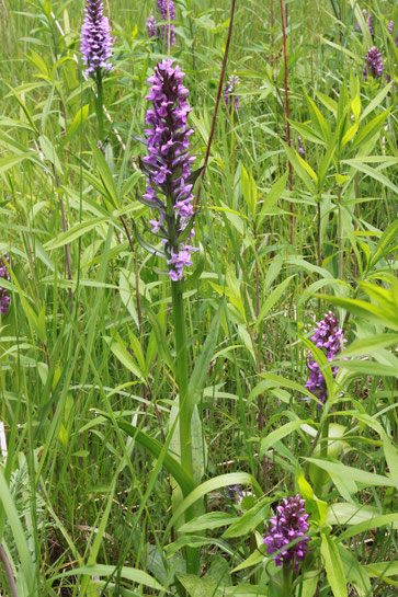 Fleischfarbenes Knabenkraut - Dactylorhiza incarnata; Waldwiese bei Bernbach (G. Franke, 2010) Durch Verbuschung und Nutzung als Holzlagerplatz wurde auf dem Standort 2022 nur noch ein Exemplar gefunden