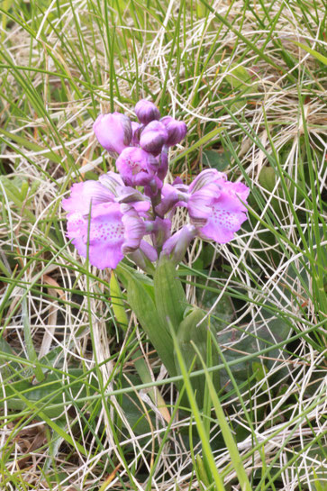 Kleines Knabenkraut - Anacamptis morio; Magerwiese bei Ittersbach (G. Franke, 2012)