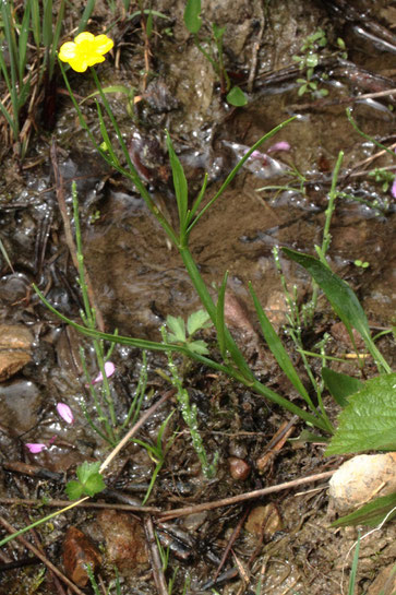 Brennender Hahnenfuß - Ranunculus flammula; Weggraben bei Straubenhardt-Langenalb (G. Franke, 23.05.2018)