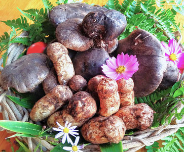 松茸【信州　木曽産】約620g 松茸【信州 木曽産】約620g 【公式通販】