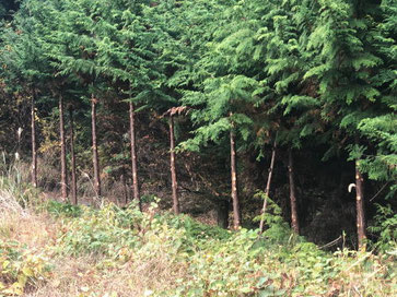 羽生家の山林