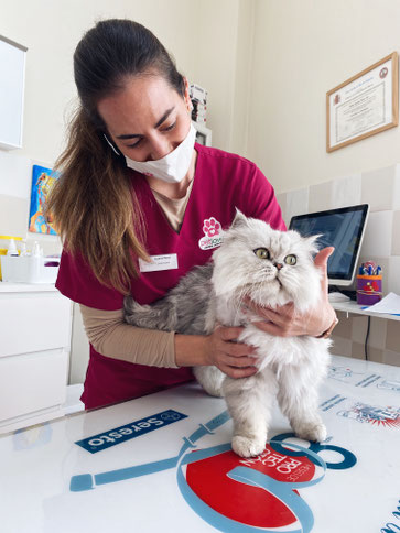 veterinaria, centro veterinario petlovers, clinica susana, veterinaria susana, murcia,, veterinaria, veterinario sucina, veterinario 24 horas, urgencias, perros, gatos, peluqueria canina, vacuna mascotas, clinica veterinaria, residencia canina, petlovers