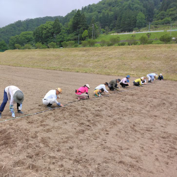 横一列で種まき作業