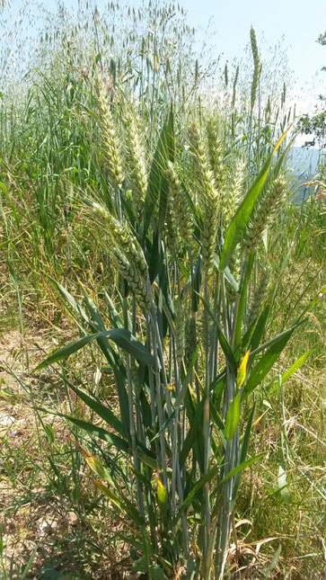 grano varietà San Giacomo